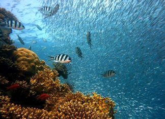 Underwater Tours in Thailand